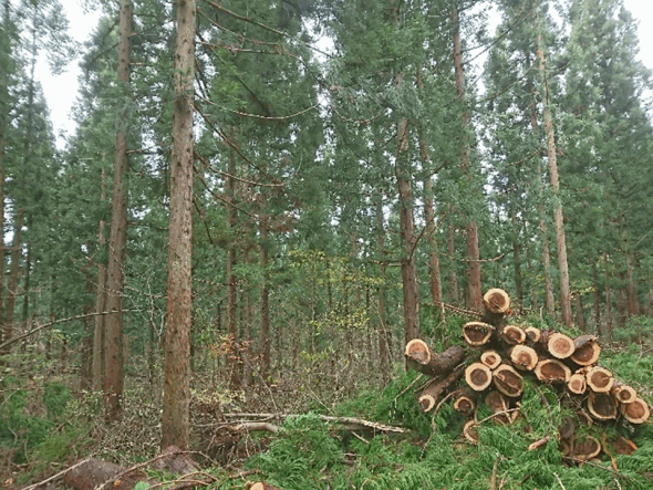 治山・林業系管理システム